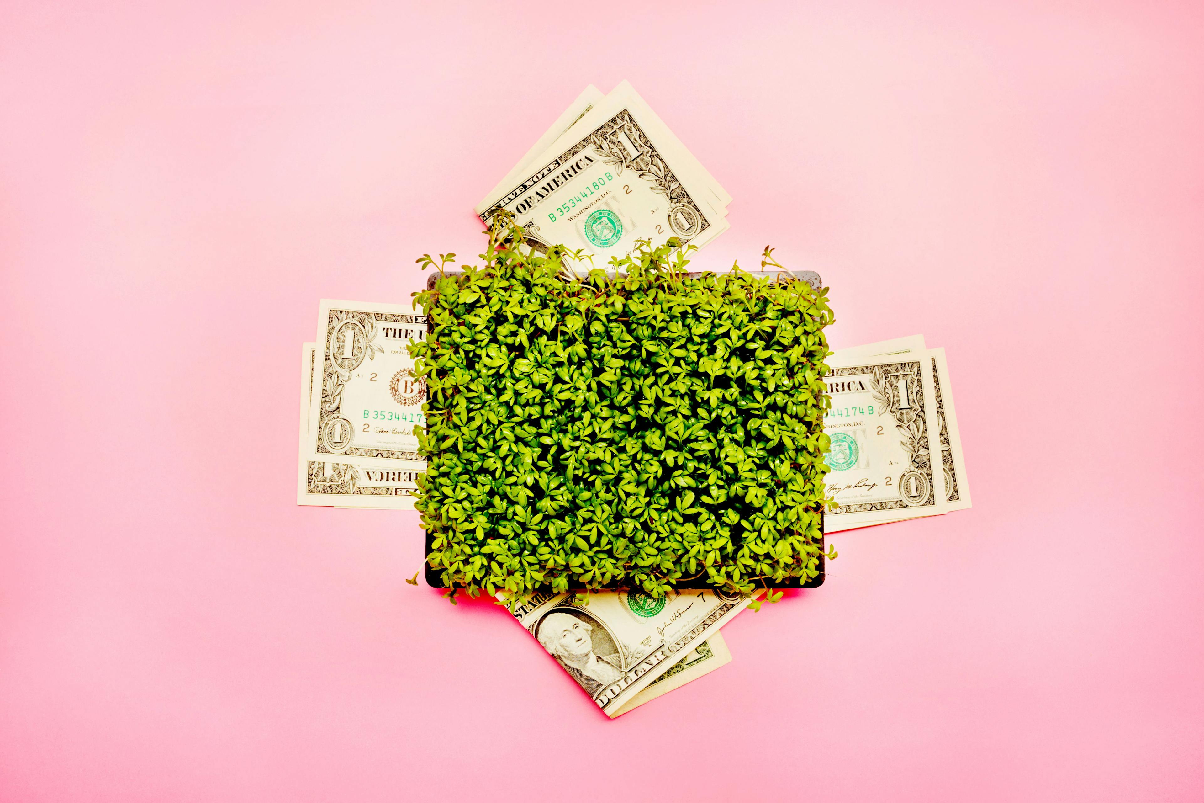 image of dollars on a green square with a pink background