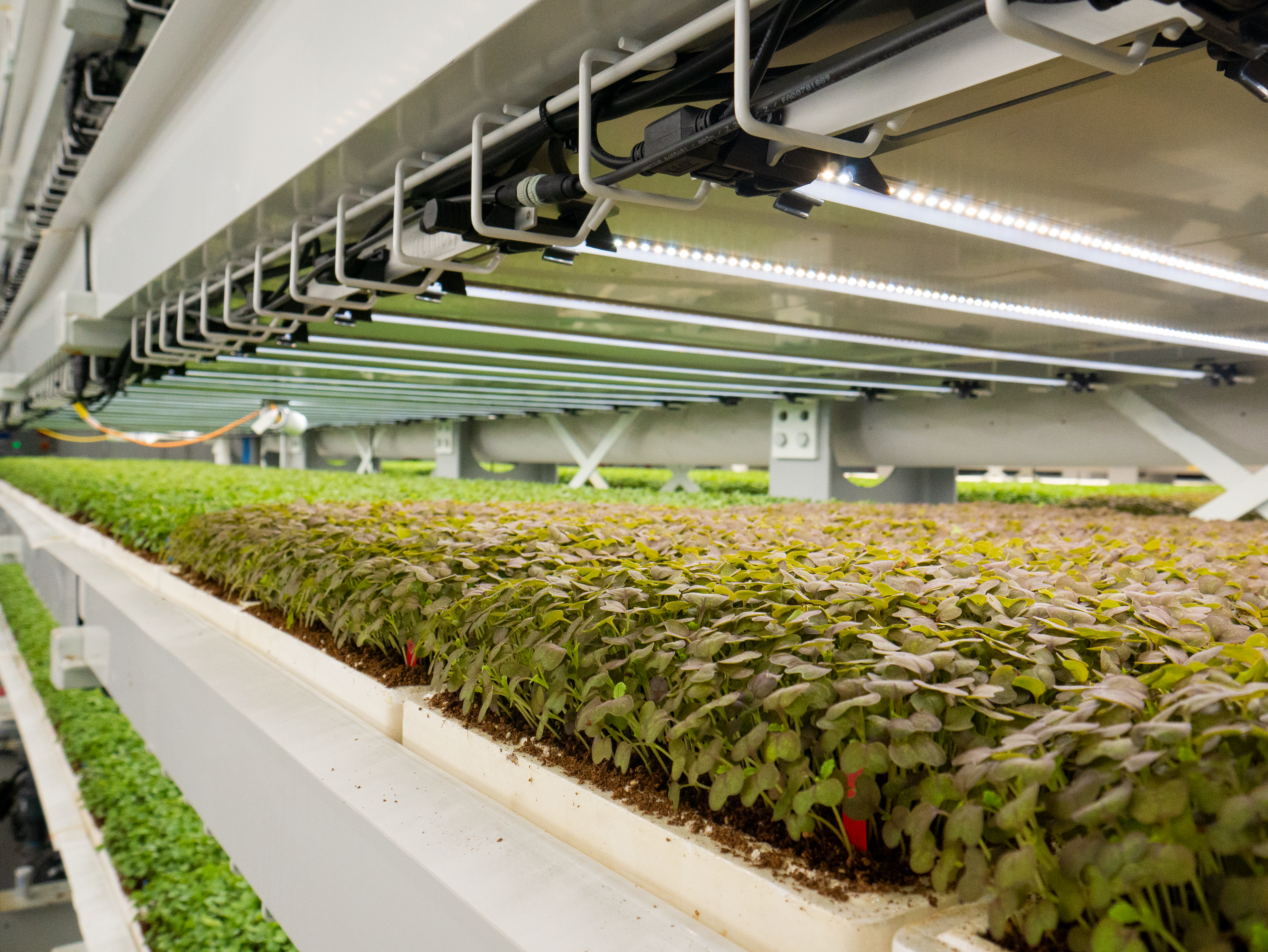 Upward Farms' microgreen growing facility