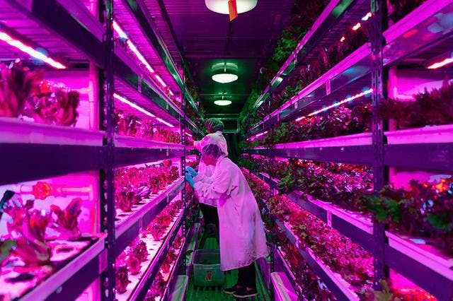 A Crop One team member working under purple light in an indoor farm